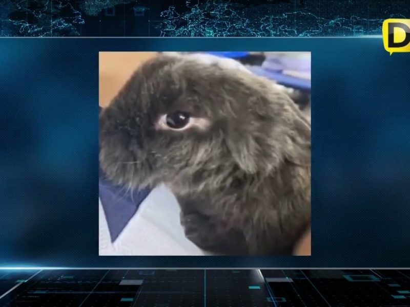 INVESTIGAN AL INSTITUTO LA PAZ POR MALTRATO ANIMAL