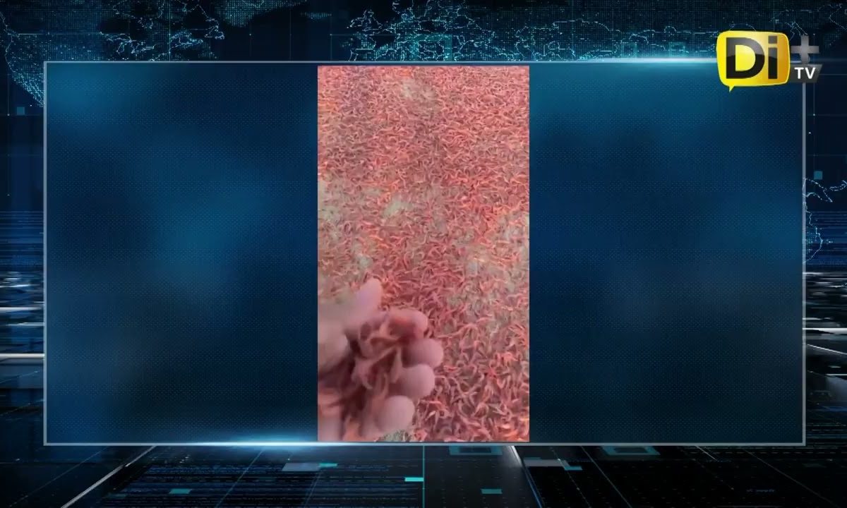 FENÓMENO NATURAL TIÑE DE ROJO COSTAS OMÁN