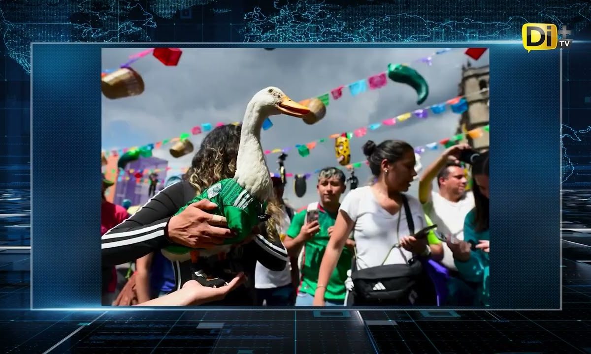 REGISTRO PATO MERLIN