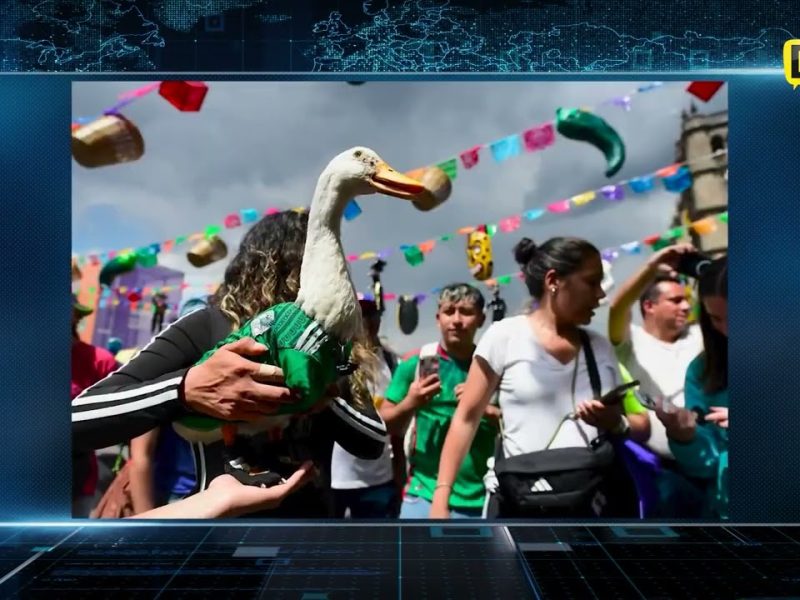 REGISTRO PATO MERLIN