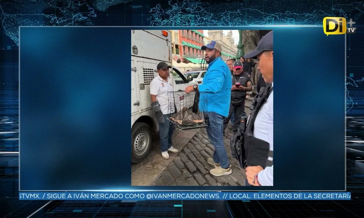 RESCATE HALCÓN