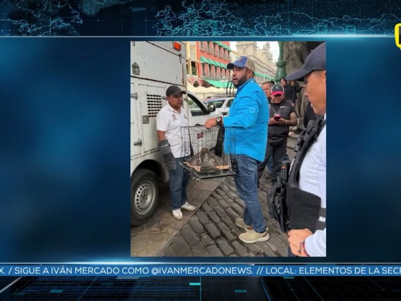RESCATE HALCÓN
