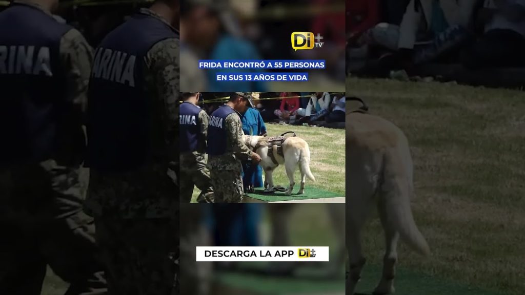 🇲🇽 #Nacional || La @SEMAR_mx rindió homenaje a Frida, la legendaria perrita rescatista, al conmemorarse cuatro años de su partida. A lo largo de sus 13 años de vida, localizó a 55 personas en misiones de búsqueda dentro y fuera del país.